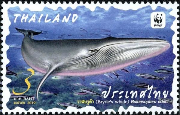 Bryde's Whale (Balaenoptera edeni)