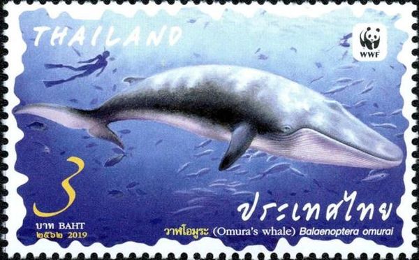 Omura´s Whale (Balaenoptera omurai)