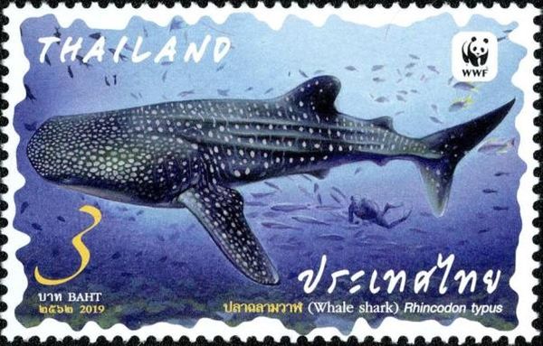 Whale Shark (Rhincodon typus)