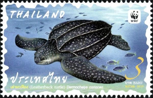 Leatherback Turtle (Dermochelys coriacea)