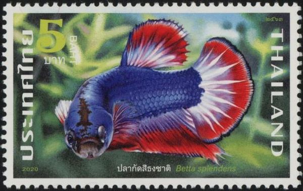 Fighting Fish (Betta Splendens)