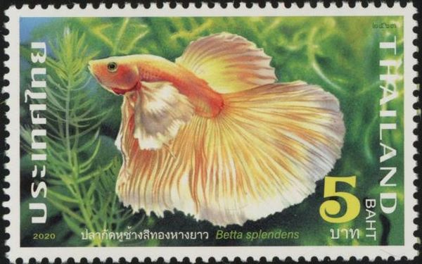 Fighting Fish (Betta Splendens)