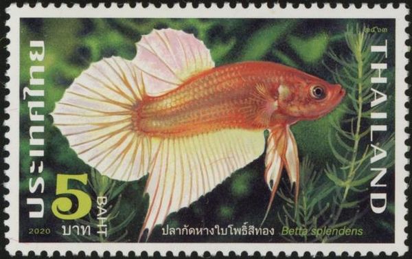 Fighting Fish (Betta Splendens)