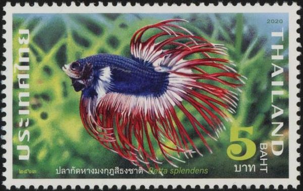 Fighting Fish (Betta Splendens)