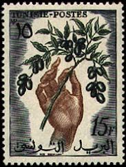 Olive Branch