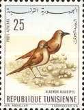 Greater Hoopoe-lark (Alaemon alaudipes)