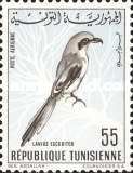 Great Grey Shrike (Lanius excubitor)