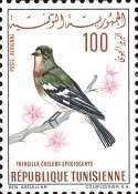 Common Chaffinch (Fringilla coelebs)