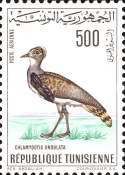 Houbara Bustard (Chlamydotis undulata)