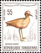 Cream-colored Courser (Cursorius cursor)