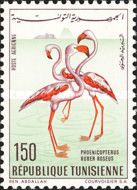 Greater Flamingo (Phoenicopterus roseus)
