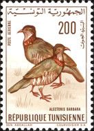 Barbary Partridge (Alectoris barbara)