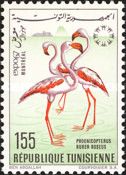 Greater Flamingo (Phoenicopterus roseus)