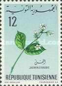 Jasmine of Arabia