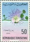 Caper Tree