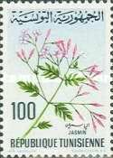 Jasmine