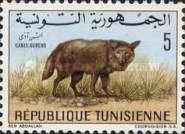 Golden Jackal (Canis aureus)