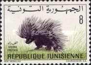 Crested Porcupine (Hystrix cristata)
