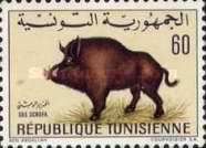 Barbary Wild Boar (Sus scrofa barbarus)
