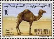Dromedary (Camelus dromedarius)