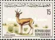 Dorcas Gazelle (Gazella dorcas)