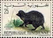 North African Hedgehog (Aethechinus algirus)