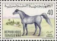 Berber Horse (Equus ferus caballus)