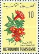 Pomegranate-tree