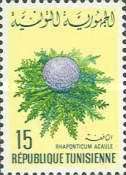 Rhaponticum acaule