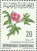 Geranium (Pelargonium)