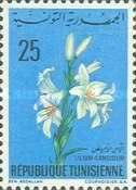 Lilium Candidum