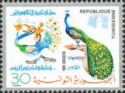 Indian Peafowl (Pavo cristatus)