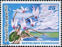 Cyclamen europaum