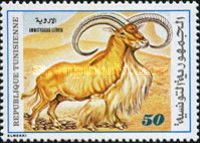 Barbary Sheep (Ammotragus lervia)