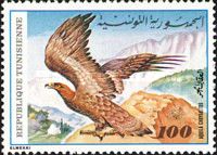 Golden Eagle (Aquila chrysaetos)