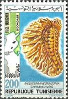 Bivalve (Mediterraneotrigonia cherahilensis)