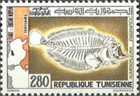 Fish (Numidiopleura enigmatica)