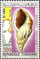 Gastropod (Micreschara tunisiensis)