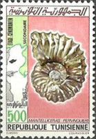 Ammonite (Mantelliceras pervinquieri)