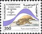 Mediterranean Monk Seal (Monachus monachus), Zembra and Zemb