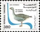 Greylag Goose (Anser anser), Ichkeul Park