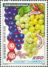Grape Vine International Year