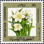 Paperwhite or Bunch-Flowered Daffodil (Narcissus tazetta)