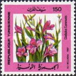 Eastern Gladiolus (Gladiolus communis)