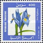 Spanish Iris (Iris xiphium)