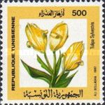 Wild Tulip (Tulipa sylvestris)