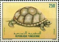 Tunisian Tortoise (Testudo graeca nabeulensis)