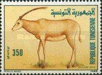 Scimitar-horned Oryx (Oryx dammah)