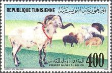 Domestic Sheep (Ovis ammon aries)