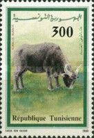 Water Buffalo (Bubalus bubalis)